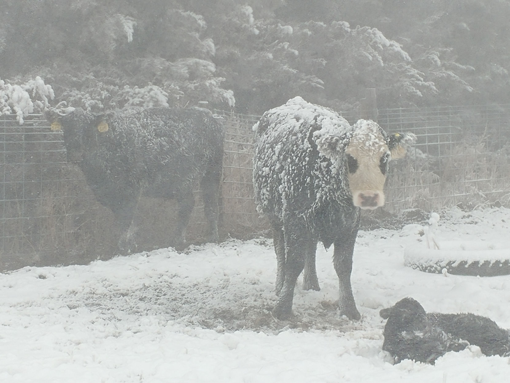 Mother cow and calf in blizzard
